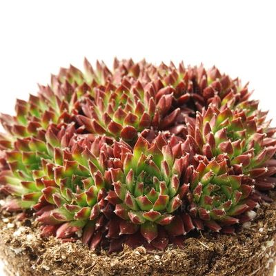 Rojnik Sempervivum hybrida