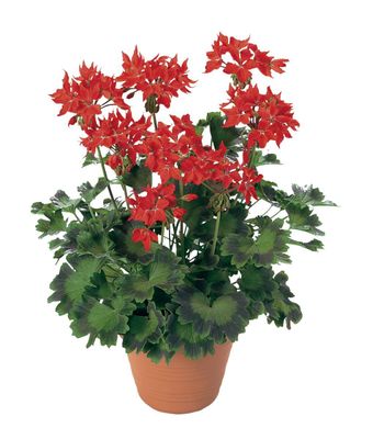 Pelargonia stojąca czerwone fajerwerki Pelargonium zonale