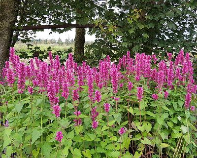 Kłosowiec &#39;Danish Delight&#39; Agastache hybrida