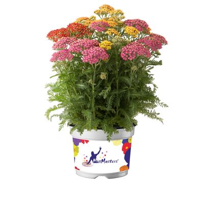 Krwawnik MixMaster Achillea