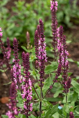 Szałwia omszona &#39;Caradonna Pink&#39; Salvia nemorosa