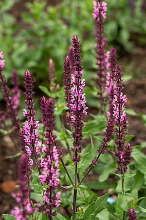 Szałwia omszona &#39;Caradonna Pink&#39; Salvia nemorosa