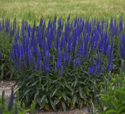 Przetacznik &#39;Magic Show® Wizard of Ahhs&#39; Veronica spicata