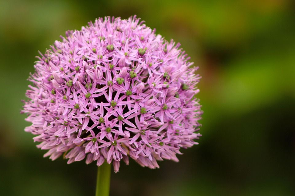 Czosnek ozdobny &#39;Lisa Blue&#39; Allium hybrida