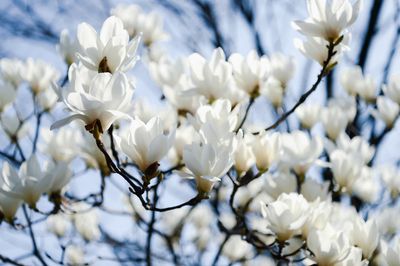 Magnolia japońska Magnolia kobus