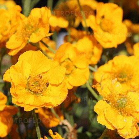 Kuklik &#39;Goldball&#39; Geum chiloense