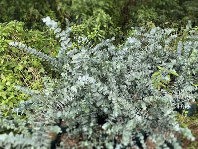 Eukaliptus &#39;Silver Dollar&#39; Eucaliptus