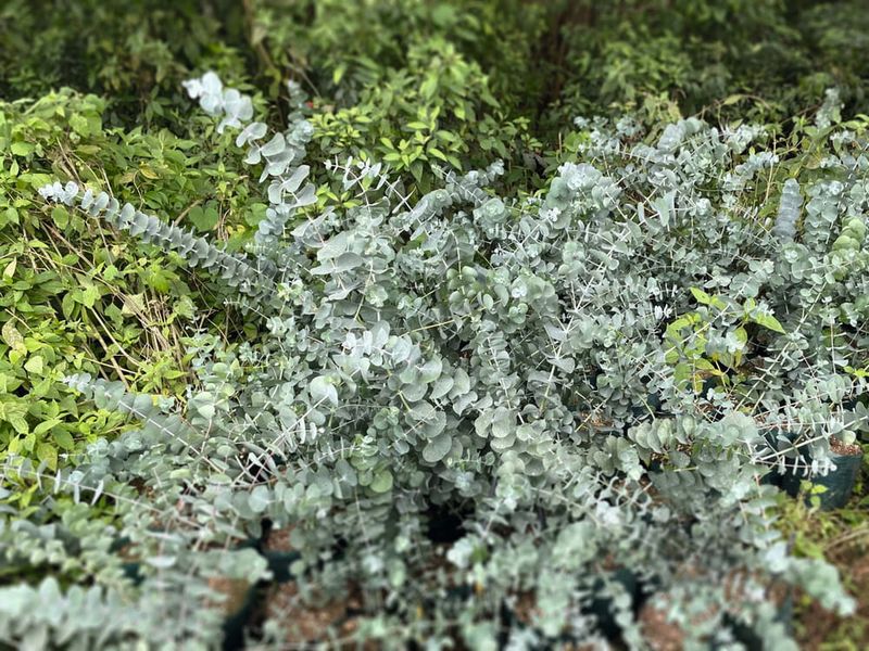 Eukaliptus &#39;Silver Dollar&#39; Eucaliptus