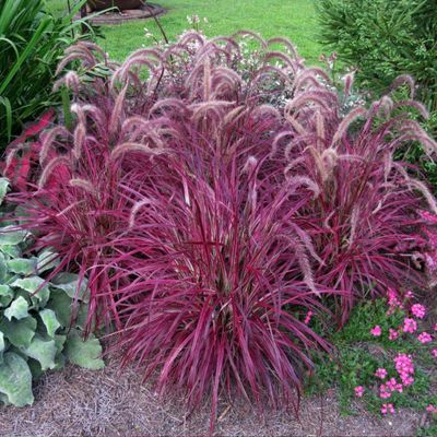 Rozplenica &#39;Fireworks&#39; Pennisetum advena