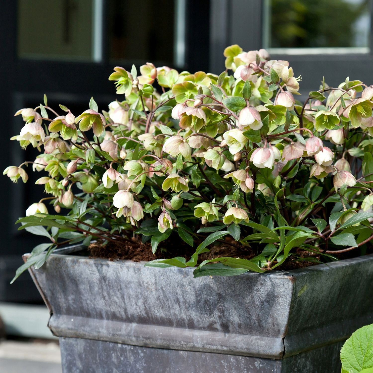 Ciemiernik &#39;JWLS Winterbells&#39; Helleborus