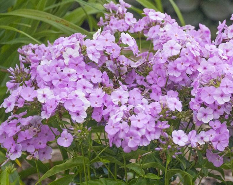 Floks wiechowaty &#39;Opening Act Blush&#39; Phlox paniculata