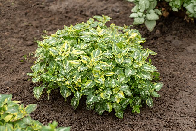 Jasnota &#39;Anne Greenaway&#39; Lamium maculatum