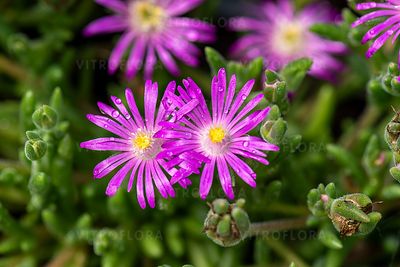 Słonecznica &#39;Hot Pink&#39; Delosperma aberdeense