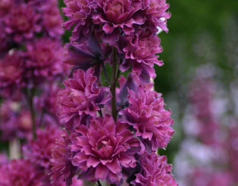 Ostróżka 'Highlander Flamenco' Delphinium