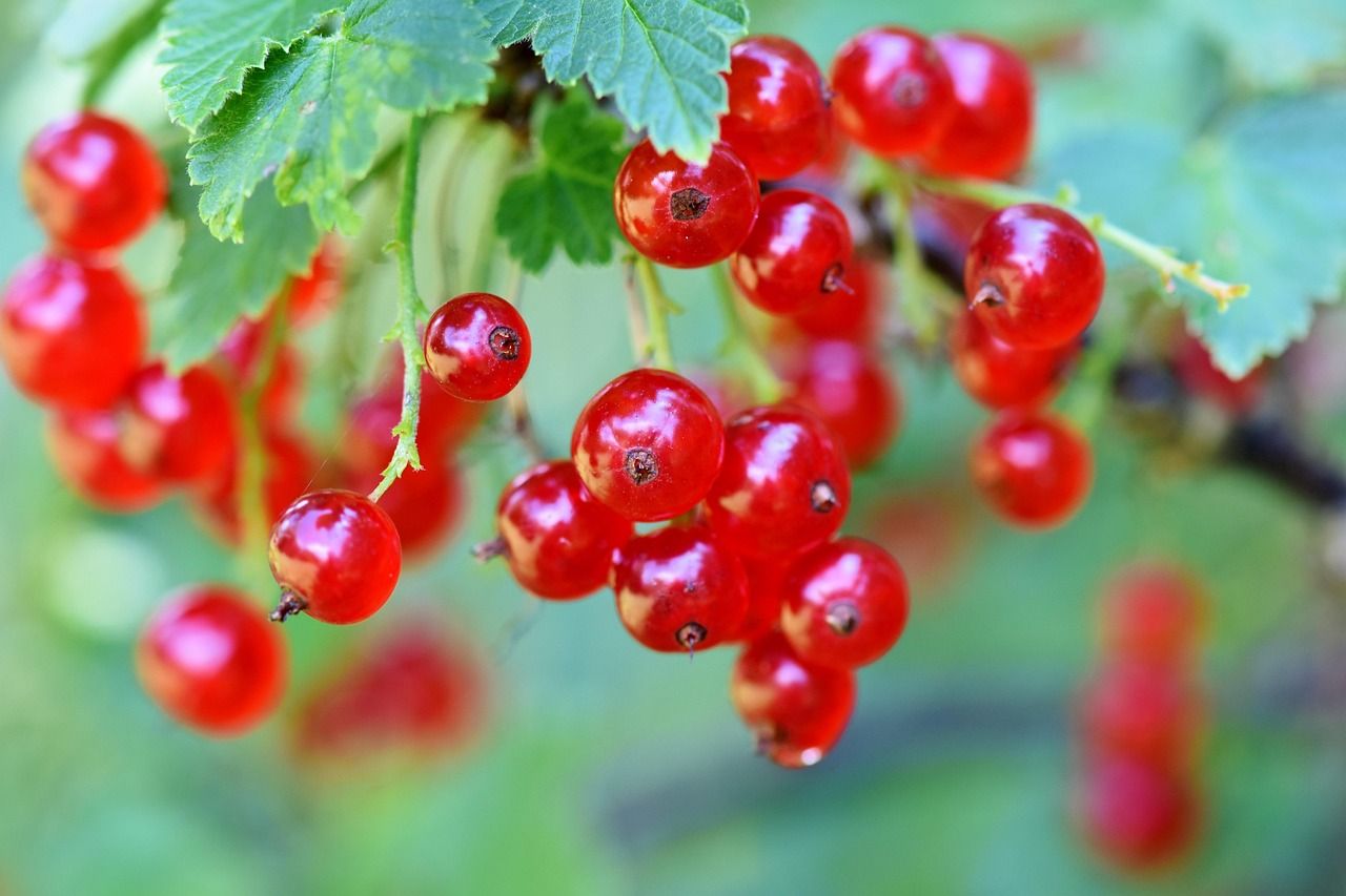 Porzeczka doniczkowa czerowona &#39;Summer Pearls Red&#39; Ribes