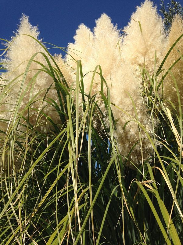 Trawa pampasowa 'Sunningdale Silver' Cortaderia selloana