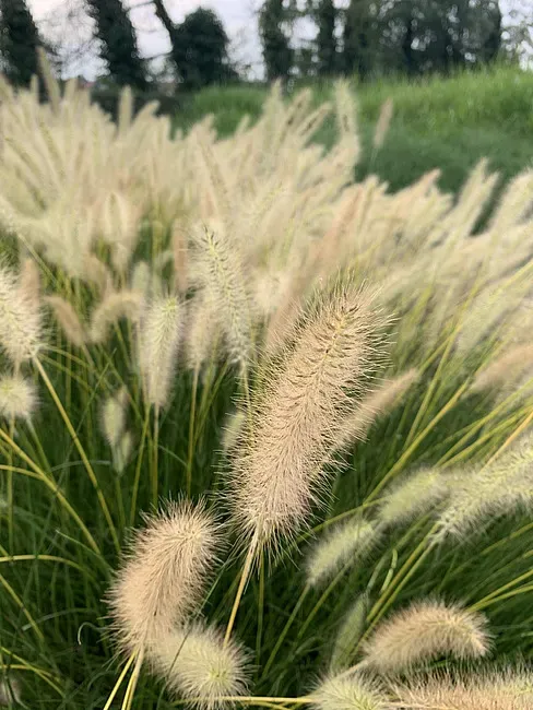 Rozplenica &#39;Neon Lights&#39; Pennisetum