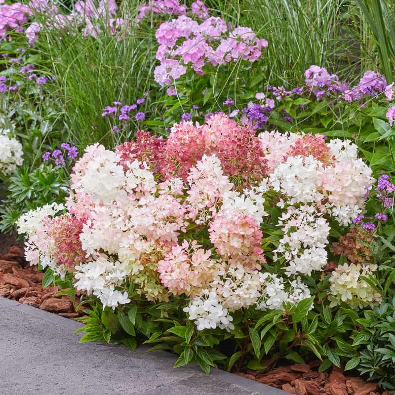 Hortensja bukietowa 'Graundbraker Blush'® Hydrangea paniculata