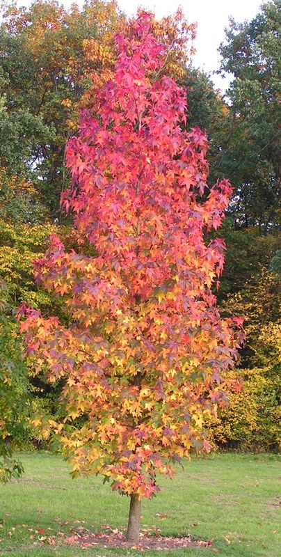 Ambrowiec amerykański Liquidambar styraciflua