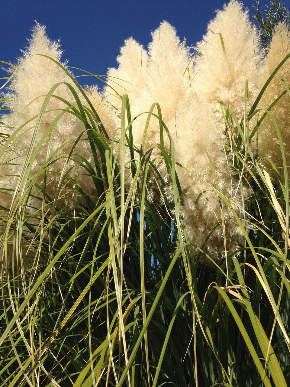Trawa pampasowa &#39;Evita&#39; Cortaderia selloana