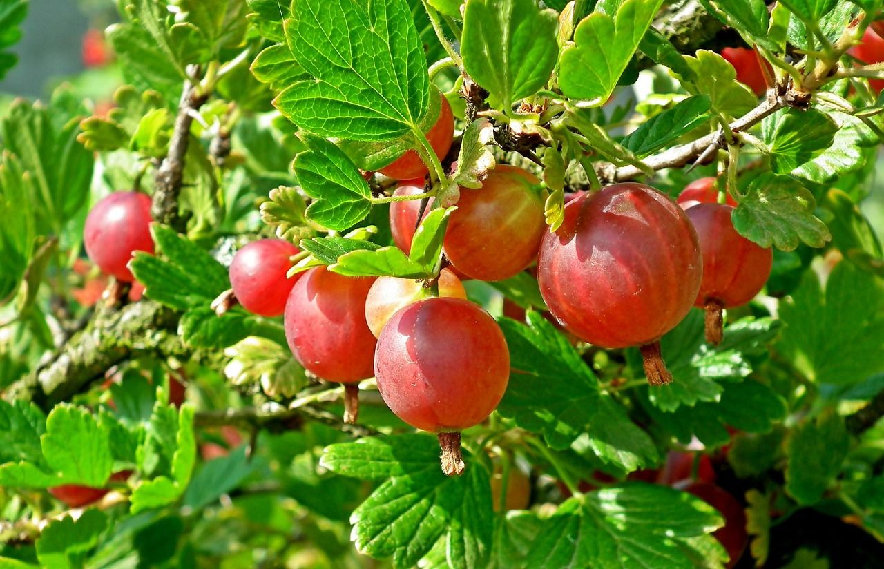 Agrest doniczkowy &#39;Giggles Red&#39; Ribes uva-crispa