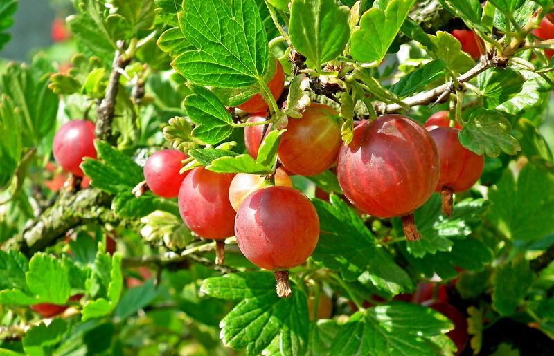Agrest doniczkowy &#39;Giggles Red&#39; Ribes uva-crispa