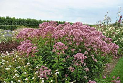 Sadziec &#39;Baby Joe®&#39; Eupatorium maculatum