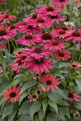 Jeżówka &#39;Sweet Meadow Mama&#39; Echinacea