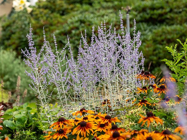 Perovskia łobodolistna 'Silvery Blue' Perovskia
