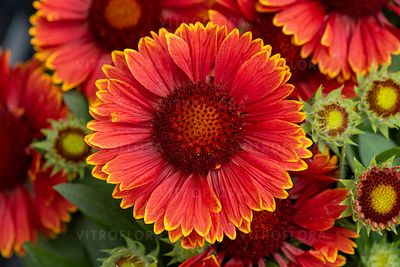 Gaillardia &#39;SpinTop™ Yellow Touch&#39; Gaillardia aristata