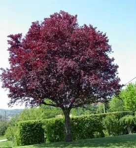 Śliwa wiśniowa &#39;Purpurea&#39; Prunus cerasifera