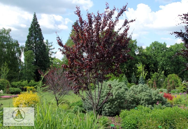 Śliwa wiśniowa &#39;Woodii&#39; Prunus cerasifera