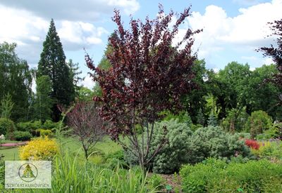 Śliwa wiśniowa &#39;Woodii&#39; Prunus cerasifera