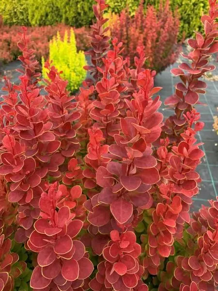 Berberys &#39;Neon&#39;® Berberis thunbergii