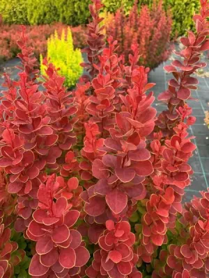 Berberys &#39;Neon&#39;® Berberis thunbergii