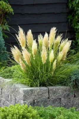 Trawa pampasowa &#39;Tiny Pampa&#39;® Cortaderia