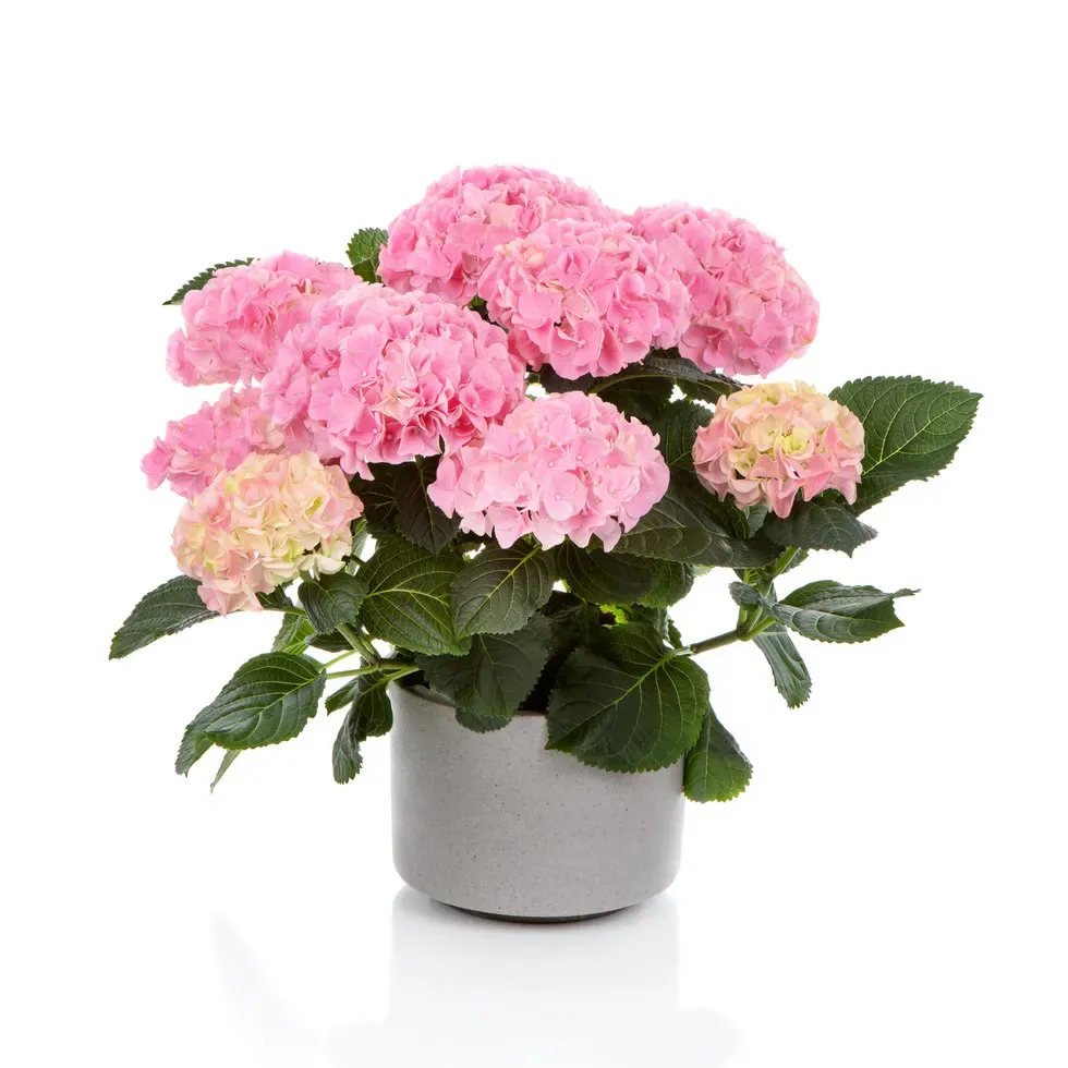 Hortensja ogrodowa &#39;Hi Mountain Pink&#39; Hydrangea macrophylla