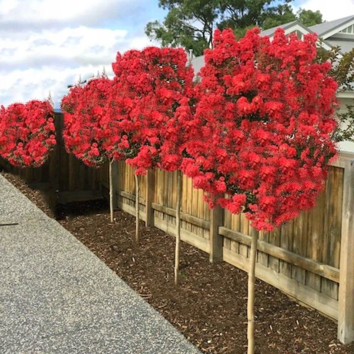 Lagerstroemia indyjska na pniu &#39;Dynamite Whit II&#39; Lagerstroemia indica