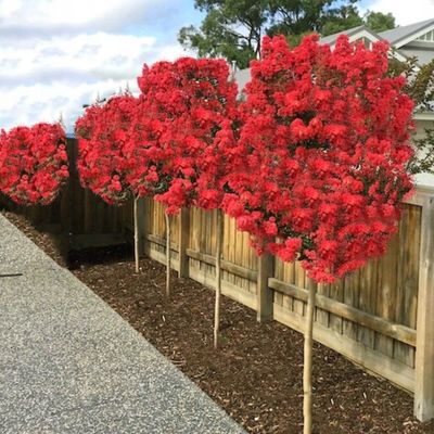Lagerstroemia indyjska na pniu &#39;Dynamite Whit II&#39; Lagerstroemia indica