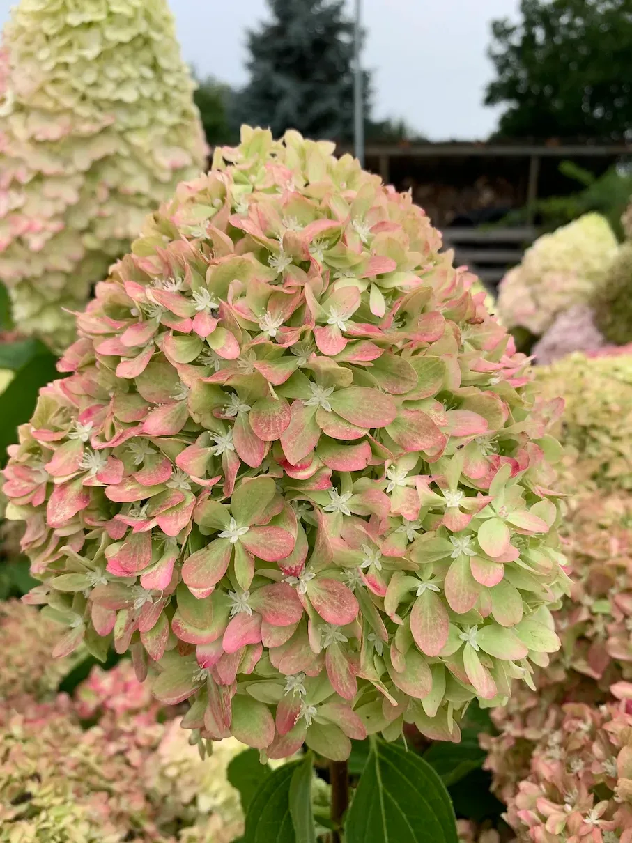 Hortensja bukietowa &#39;Pixio&#39; Hydrangea paniculata
