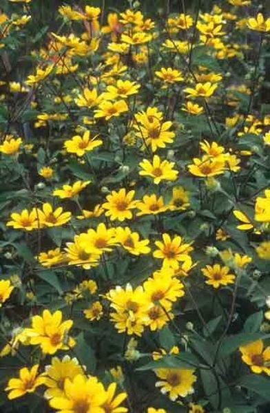 Słonecznik &#39;Praire Sunset&#39; Helianthus