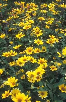 Słonecznik &#39;Praire Sunset&#39; Helianthus