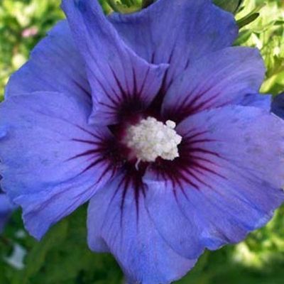 Hibiskus syryjski &#39;Ultramarine&#39; Hibiscus syriacus