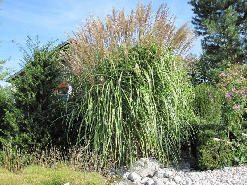 Miskant olbrzymi 'Floridulus' Miscanthus giganteus
