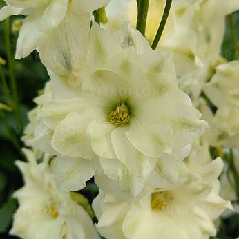 Ostróżka 'Sentinel Garden Creme' Delphinium