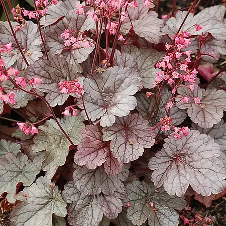 Żurawka &#39;Milan&#39; Heuchera