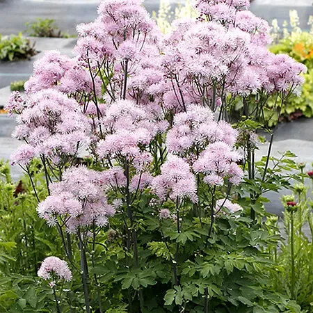 Rutewka &#39;Nimbus™ Pink&#39; Thalictrum
