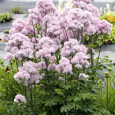 Rutewka &#39;Nimbus™ Pink&#39; Thalictrum