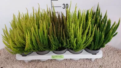 Wrzos Skyline® &#39;Havana&#39; zielono brązowy Calluna vulgaris