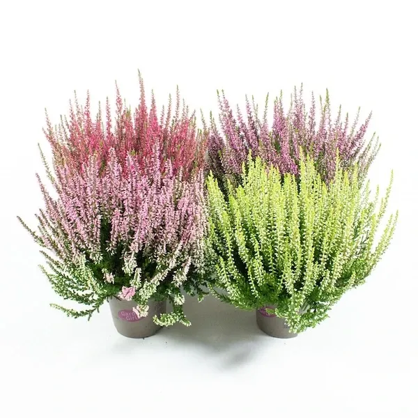 Wrzos czerowny Garden Girls® Calluna vulgaris